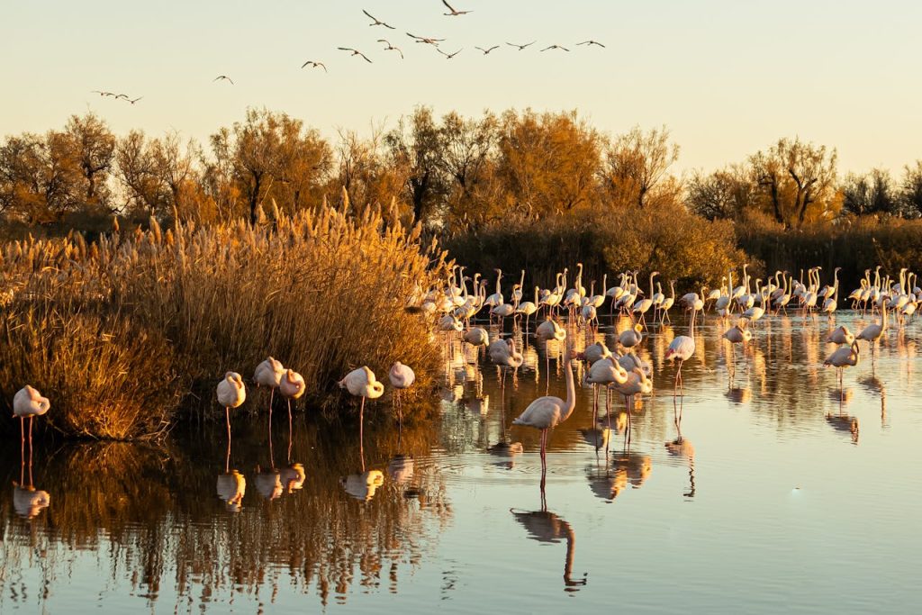 flamand rose-Camargues